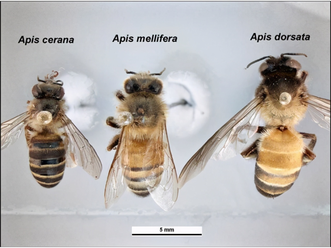第一张蜜蜂分布世界地图公布，填补了知识空白，也让科学家吃惊了